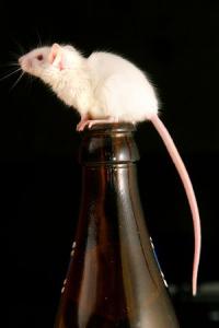 Selon Nicolas Richard, de l’Institut rhodanien, « il n’y a pas un mais des goûts de souris ». © GETTYIMAGES