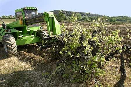 Arrachages de vignes : 3 % du vignoble français supprimé définitivement en trois ans (FranceAgriMer). © P. PARROT