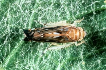 Un arrêté préfectoral impose un traitement obligatoire contre la cicadelle de la flavescence dorée dans les vignes de Côte-d’Or. © W. DELLA GIUSTINA/INRA