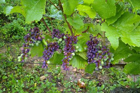Dégâts d’échaudage dans une vigne en Côte-d’Or. Photo : Grégory Patriat