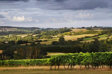 Vignobles des Côtes de Gascogne, dans le Gers ©J.-B. Laffitte