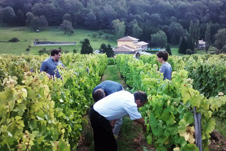 À l’occasion de la journée Vendanges organisée par la Cnaoc, Jean-Pierre Sermier (au premier plan), député de Dole (Jura) et ancien viticulteur, a mis la main à la pâte.