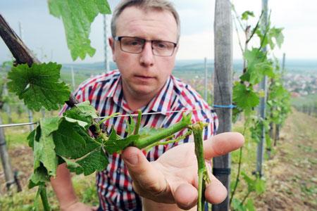 Didier Pettermann, de l'association des viticulteurs d'Alsace, ne peut que constater les dégâts causés dans ses vignes par la grêle du 13 mai. ©F.DELHOMME