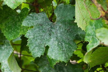 Symptôme d’oïdium sur feuille de vigne. © C. WATIER