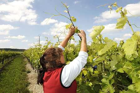 Dans le cadre de la « Semaine de la viticulture », le pôle emploi de Cognac organise des rencontres entre viticulteurs et demandeurs d’emploi. © J.-M. NOSSANT