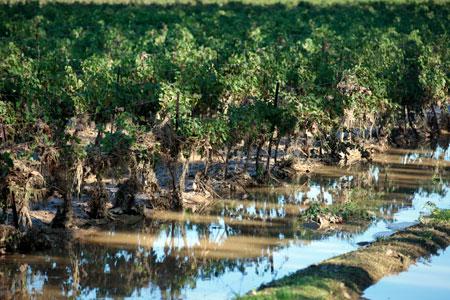 Des vignes inondées à Saint-Pargoire, dans l'Hérault. ©P.PARROT
