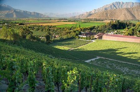 Le 4 septembre est maintenant la fête nationale de la vigne chilienne. ©R. KORD/PHOTONONSTOP