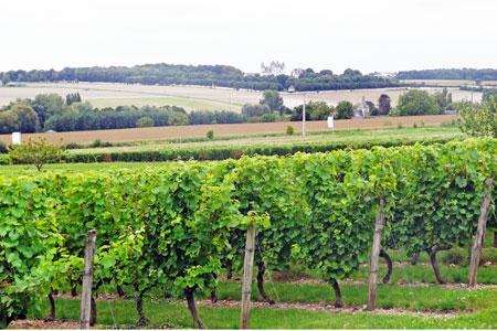Au premier plan, les vignes de La Devinière, la maison natale de Rabelais, à Seuilly, une commune qui va rejoindre l’aire de l’AOC Chinon.  © I. PROUST
