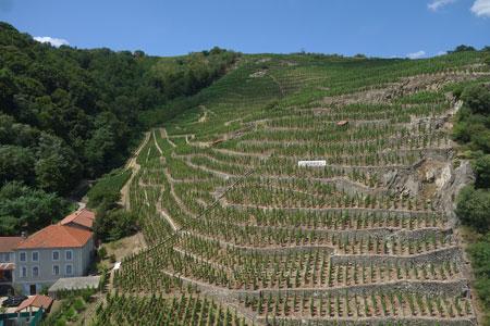 Des malfaiteurs ont vendangé 850 pieds de vignes en Condrieu, à proximité de château Grillet, dans le Rhône. 
