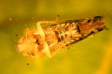 Face ventrale de cicadelle de la flavescence dorée, Scaphoideus titanus au stade adulte, vue à la loupe binoculaire. Cet insecte d'origine américaine ne provoque pas de dégâts directs mais est vecteur d'un phytoplasme responsable de la flavescence dorée. © A.-S. WALKER/INRA