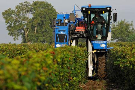 Principal souci des exploitations viticoles ces dernières années : réduire les coûts de production et notamment la main-d’œuvre. © J. CHABANNE
