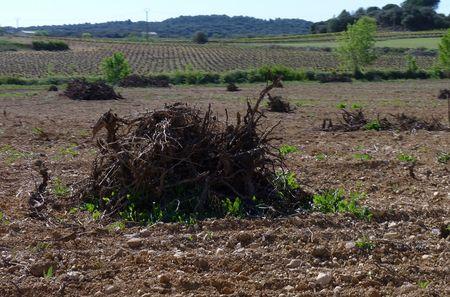 De nombreuses parcelles de vignes sont actuellement en friche ou abandonnées dans l'Aude. © J. CASSAGNE