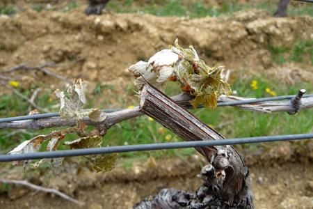 Loir-et-Cher : un vignoble durement frappé par le gel. © M. BADIER/CA 41