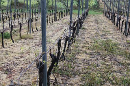 La grêle a détruit une partie du vignoble de Madiran, dans le Sud-Ouest. © CAVE DE CROUSEILLES