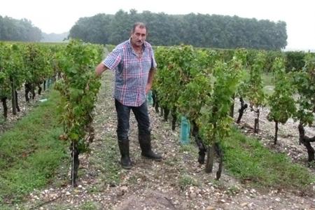 Dominique Lafosse, viticulteur à Cérons, en Gironde, a constaté qu’une de ses parcelles a été vendangée à son insu. © M. LAVILLE