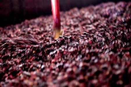 Après le quatrième jour de macération post-fermentaire, les tanins du pinot noir s’affinent. Les vins sont plus soyeux et moins rêches. © P. ROY