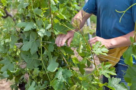 Résidus de pesticides : les salariés viticoles contaminés. © C. WATIER