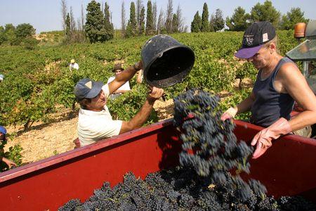 La Draaf du Languedoc-Roussillon estime le potentiel de récolte à 13,5 millions d’hl, soit 800 000 hl de plus que la récolte 2014. © P. PARROT