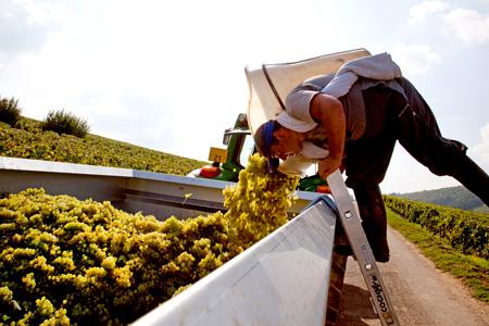 Recensement agricole 2010 : moins de vignerons mais des exploitations plus grandes  © P. ROY