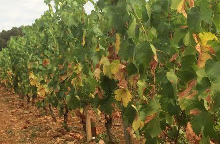 Les symptômes de sécheresse (jaunissement des feuilles et flétrissement des baies) sont de plus en plus visibles dans le vignoble bourguignon. © CHAMBRE D’AGRICULTURE DE CÔTE-D’OR