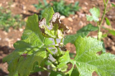 Sécheresse : les vignes commencent à souffrir © CHAMBRE AGRICULTURE CÔTE D'OR