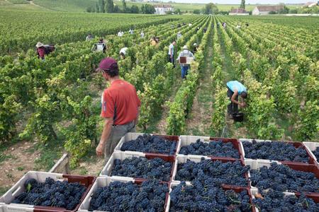 En Bourgogne, les producteurs veulent profiter d'une bonne récolte pour constituer des réserves. ©C.THIRIET