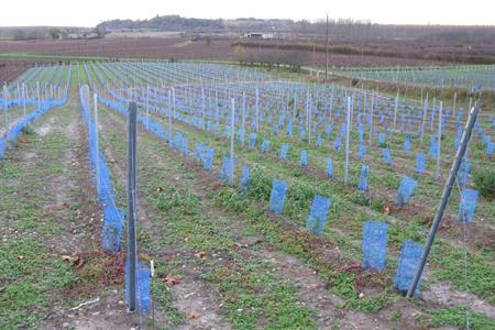 Plantation de vigne bordelaise © C. STEF