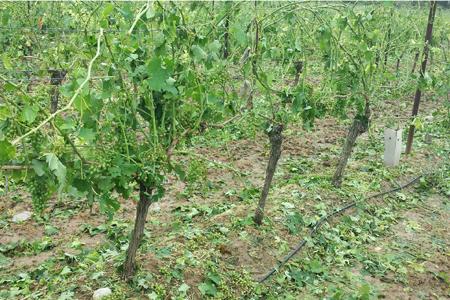 Les 130 ha de vignes de José Garcia, viticulteur de l’Aude, étaient au cœur du couloir de grêle qui a traversé le vignoble du département le 6 juillet 2014.