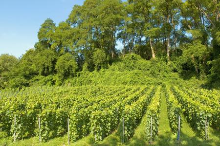 L’enherbement fait partie des points du référentiel viticulture durable de la Champagne. © M. GUILLARD/CIVC