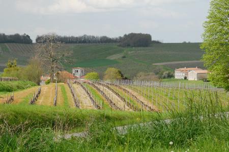 Un plan de restructuration pour homogénéiser le vignoble de Cognac a été adopté. © BNIC/S. CHARBEAU