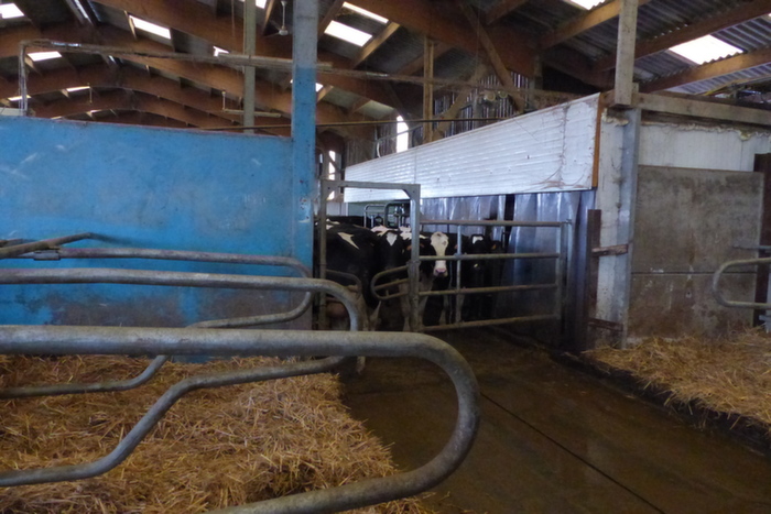En sortant du couloir, les vaches isolées peuvent rapidement rejoindre le reste du troupeau dans l'aire d'attente des robots de traite.