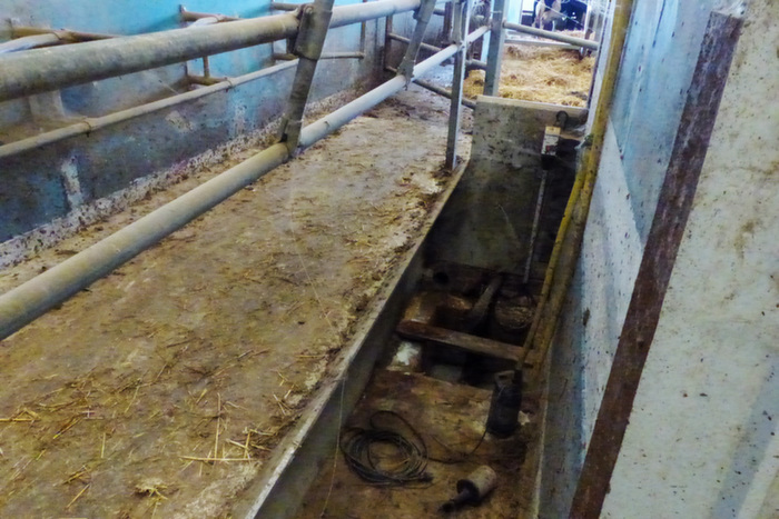 Une fosse a été creusée pour le confort et la sécurité de l'éleveur. Toute la contention est issue d'une ancienne salle de traite. L'éleveur y bloque quatre vaches à la fois.