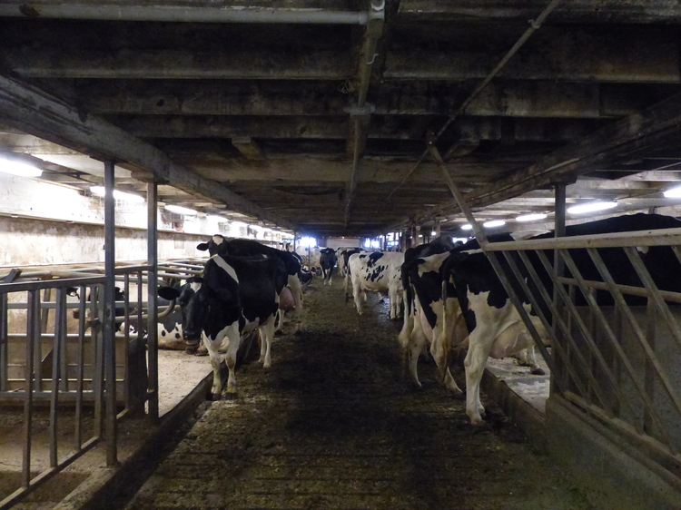 La colonie a choisi des Holstein pour son élevage laitier.