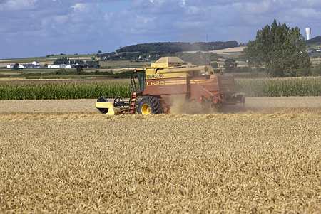 Espace de grandes cultures : blé et maïs. Récolte en blé en cours.