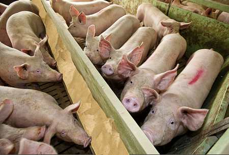 Jeunes porcs à l'engrais dans un élevage industriel. Photo : C. Thiriet