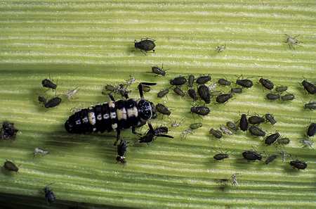 Dégâts de pucerons Rhopalosiphum padi sur mais auxiliaire, larve de coccinelle