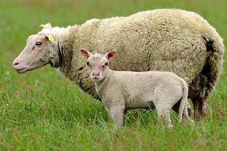 Les aides aux ovins et aux caprins sont globalement reconduites pour la campagne de 2014. Photo : Ph. Montigny