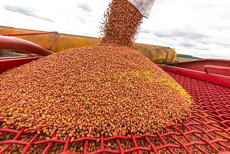 Remplissage du semoir de semences de blé certifiées. Photo : C. Thiriet