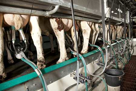 Traite d'un troupeau de vaches laitières dans une salle de traite par l'arrière (2x8 postes). Photo : S. Champion