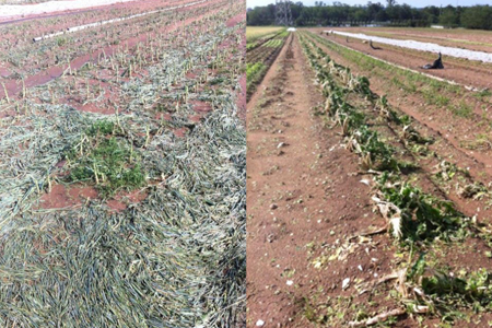 Dégâts en maraîchage à Aubergenville (Yvelines), dans la production d'ail (ci-dessus à gauche) et de blettes (à droite). © DR