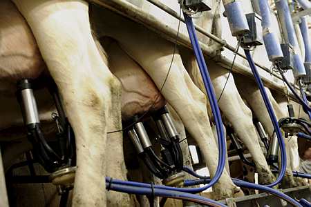 Les holsteins produiraient plus de lait au cours d'une lactation de 305 jours, que celles ayant mis bas un mâle. Photo : Philippe Montigny