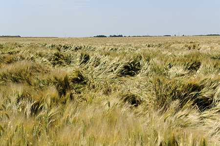 Parcelle de blé versée. Photo : Ph. Montigny