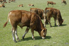 Viande bovine : la FNB prête à passer à l’action. Photo : P. Crapon/GFA