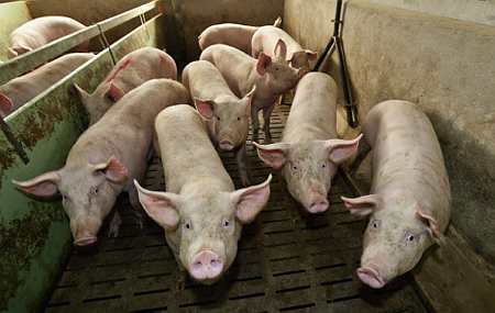 Crise porcine : la Confédération paysanne demande un plan de désendettement. Photo : C. Thiriet