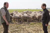 « Mes brebis pâturent un couvert de ray-grass qui sera remplacé par des pommes de terre dès la semaine prochaine », expose Jean-Michel Devynck (à gauche) à Fabien Leleu, de BPS Appro. Photo: GFA