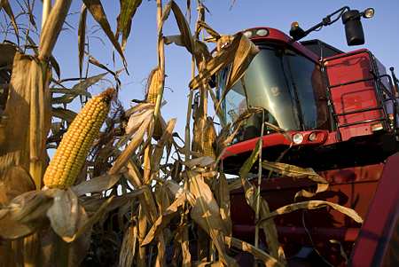 Maïs grain : un rendement prévu à 93 q/ha en 2010 (Photo C. Thiriet)