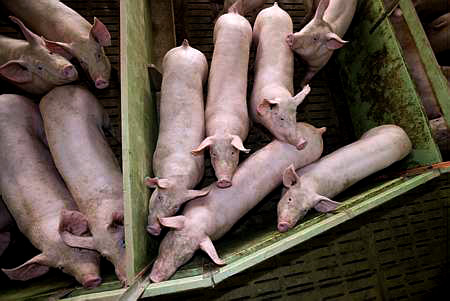 Porc : la FNP veut accentuer les actions syndicales - Photo : Thiriet