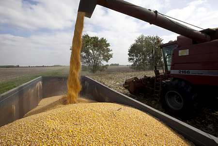 Céréales: offre mondiale de blé et de maïs revue à la hausse (USDA). Photo: Watier