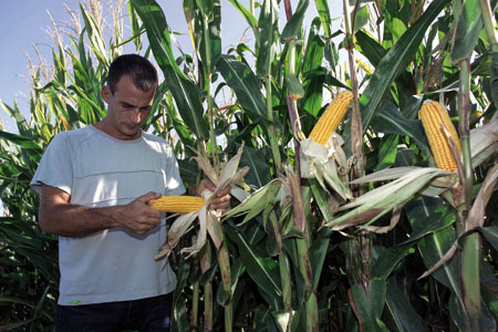 Fourrage : estimer la valeur du maïs - Photo : Watier