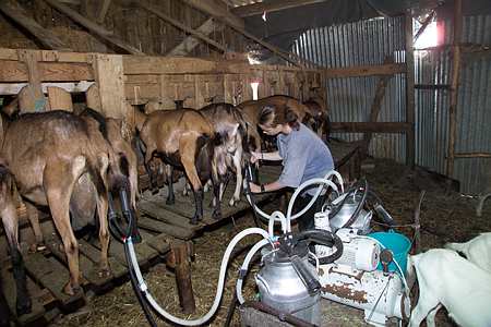 Lait de chèvre: maintenir des outils de gestion du marché pour «passer une période plus tendue» (FRSEA Poitou-Charentes). Photo: Watier